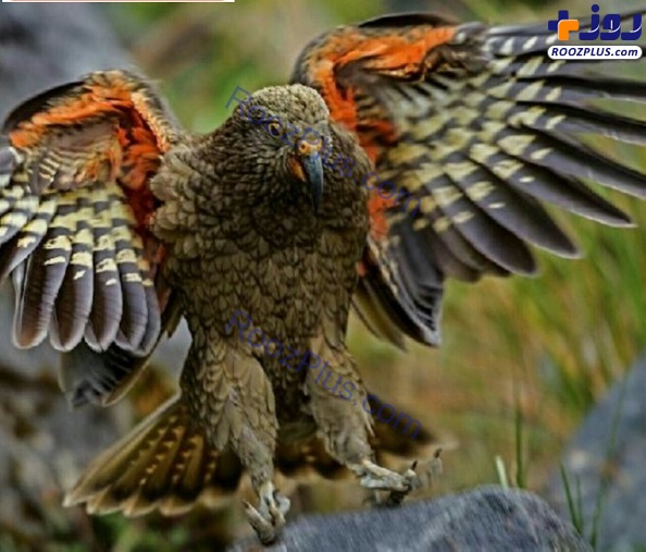 طوطی که توانایی شکار یک بره را دارد