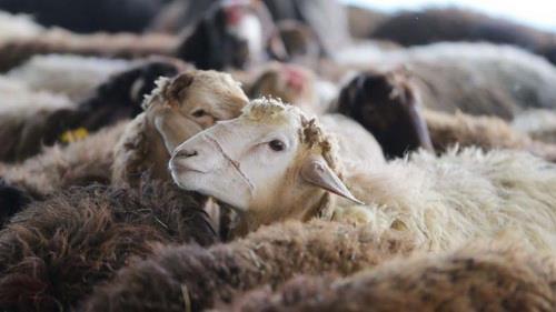 علت تناقض در آمار واردات دام زنده