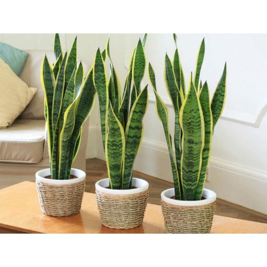 چه گیاهانی را در اتاق خواب‌مان بگذاریم؟