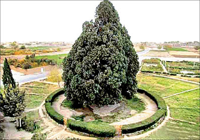 تلاش‌ها برای جهانی کردن کهنسال‌ترین موجود زنده ایران