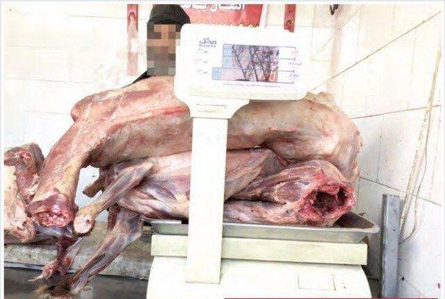 تکذیب عرضه گوشت سگ در مشهد تکذیب عرضه گوشت سگ در مشهد