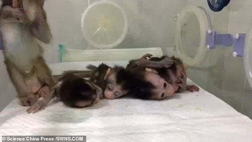 تولد ۵ میمون شبیه‌سازی‌شده در چین +عکس