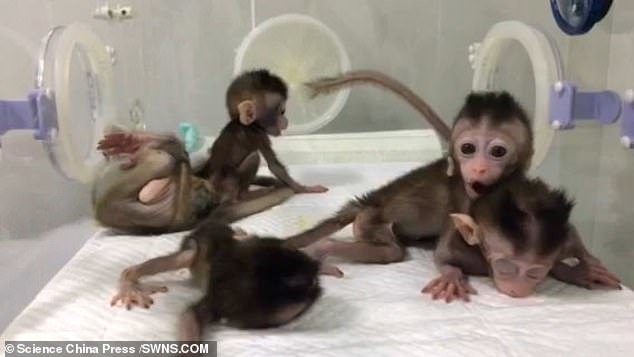 تولد ۵ میمون شبیه‌سازی‌شده در چین +عکس