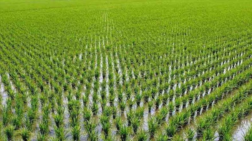 مخالفت مجلس با ممنوعیت کشت برنج