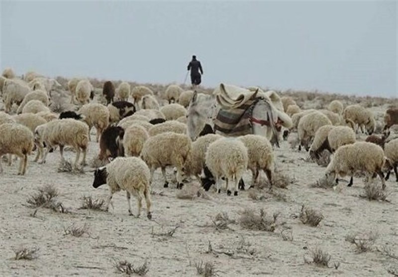 واردات هفتگی ۵۰ هزار راس گوسفند زنده
