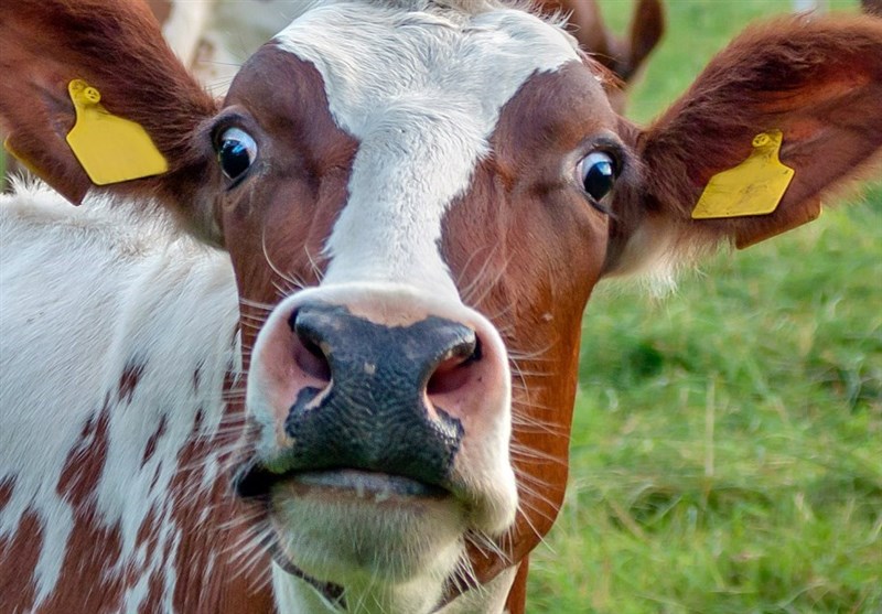 «بنزین، گازوئیل» و «خوراک دام»، به خورد مردم ندهید + اسناد