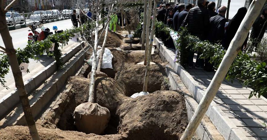 چنار‌ها به خیابان، ولی عصر باز می‌گردند/کاشت ۱۱۰۰ نهال جدید