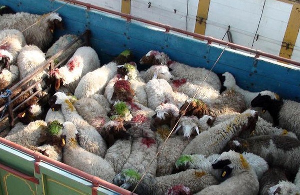 واردات دام زنده از پاکستان/ ۶۰ هزار راس دام در گام نخست وارد می&zwnj;شود