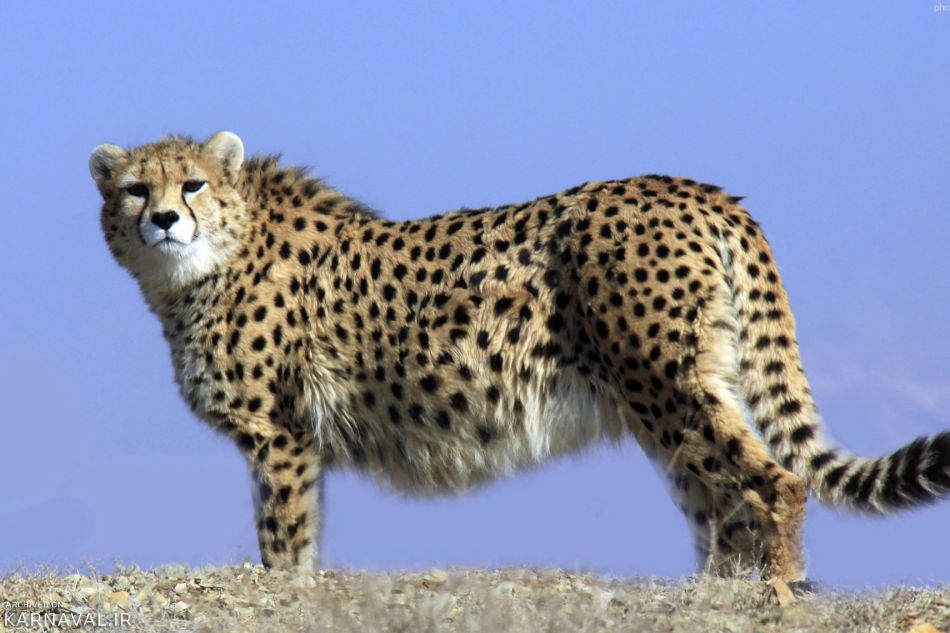 بلای تحریم بر محیطزیست ایران؛ حمایتهایی که بلوکه میشود بلای تحریم بر محیطزیست ایران؛ حمایتهایی که بلوکه میشود