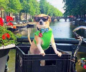 خوش گذران‌ترین سگ دنیا + تصاویر