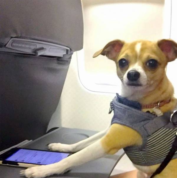 خوش گذران‌ترین سگ دنیا + تصاویر