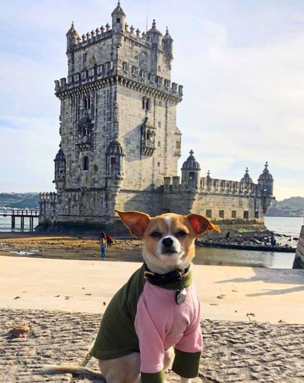 خوش گذران‌ترین سگ دنیا + تصاویر