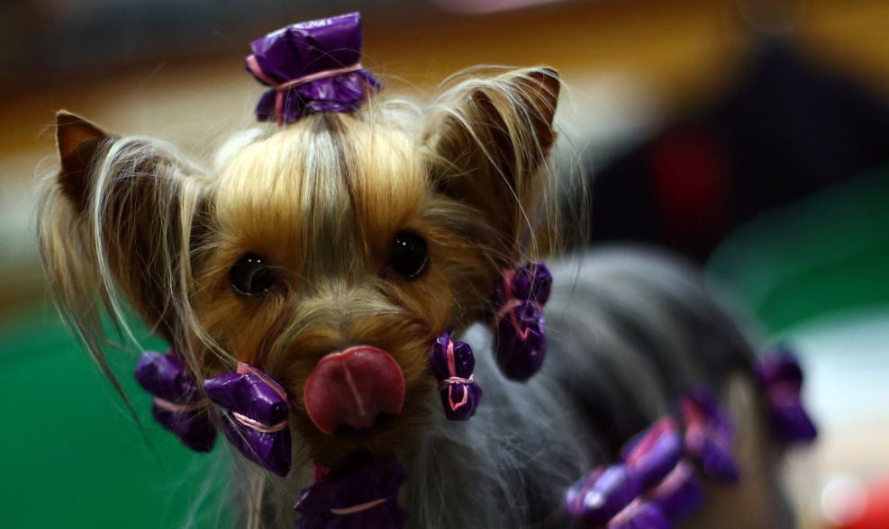 تزئین عجیب یک سگ در نمایشگاهی در انگلستان