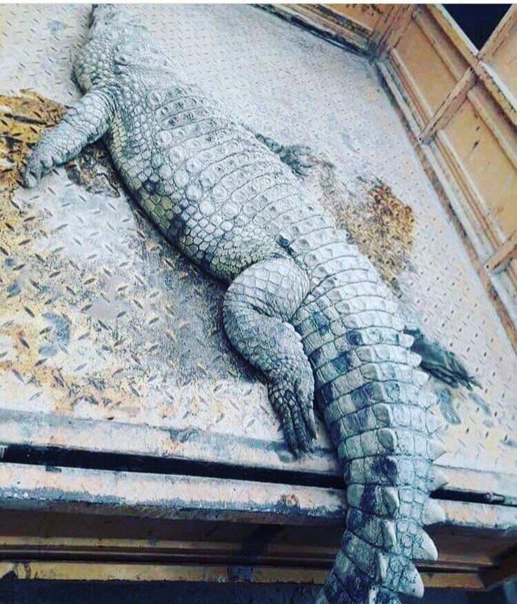 کشف تمساح ۲ متری از اروند رود +عکس