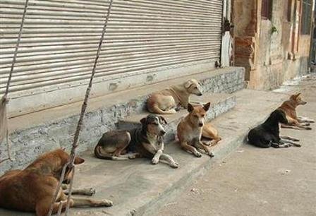 ‌اقدام خودسرانه یک دهیار برای کشتن ۳۷ سگ