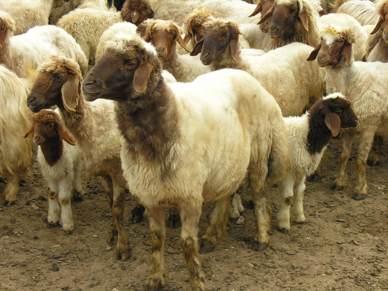 کشف ۱۳ گوسفند زنده از صندوق عقب یک خودرو
