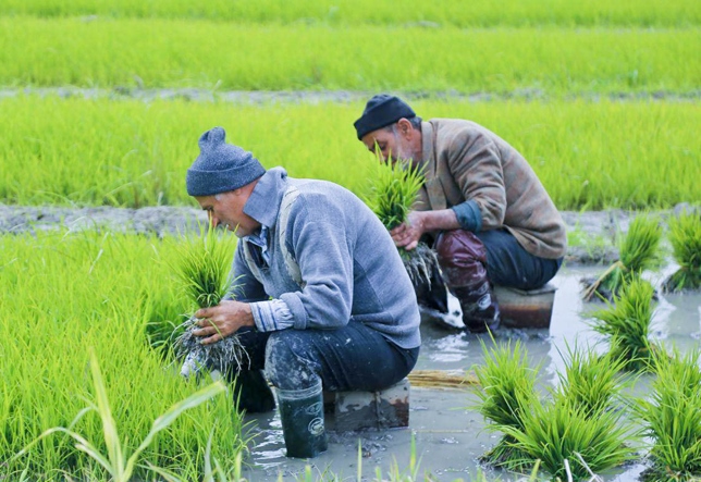 به‌جای کوبیدن بر طبل خودکفایی، از کشاورزان راهکار بخواهید/ مهندسی معکوس ژاپن و چین را در پیش بگیریم/ بدنه وزارت جهاد باید چابک شود