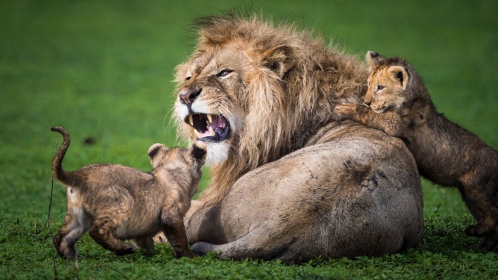 شیر غران و توله‌هایش