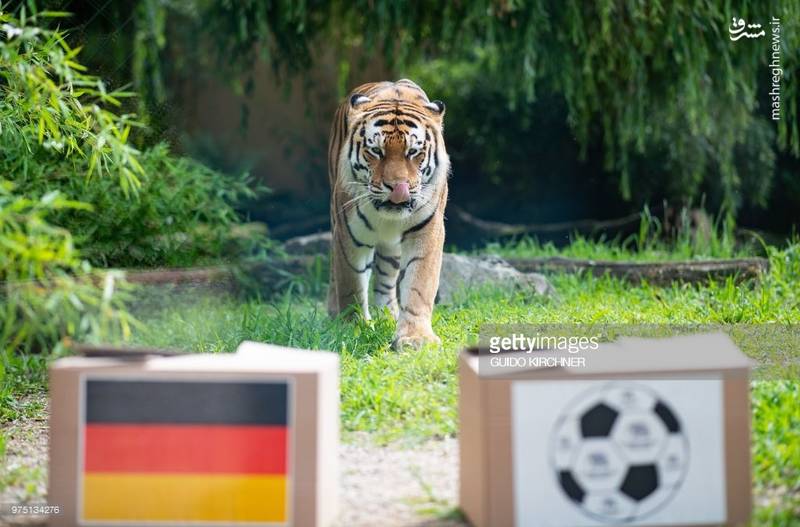 ببر آلمانی رقیب گربه پیشگو روسی شد