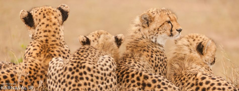 مشاهده 5 قلاده یوزپلنگ آسیایی در پارک ملی توران