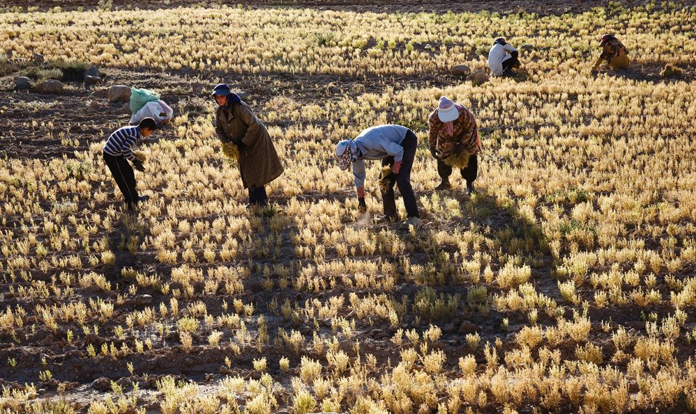 زنانی که ازدواج مجدد نمی‌‎کنند