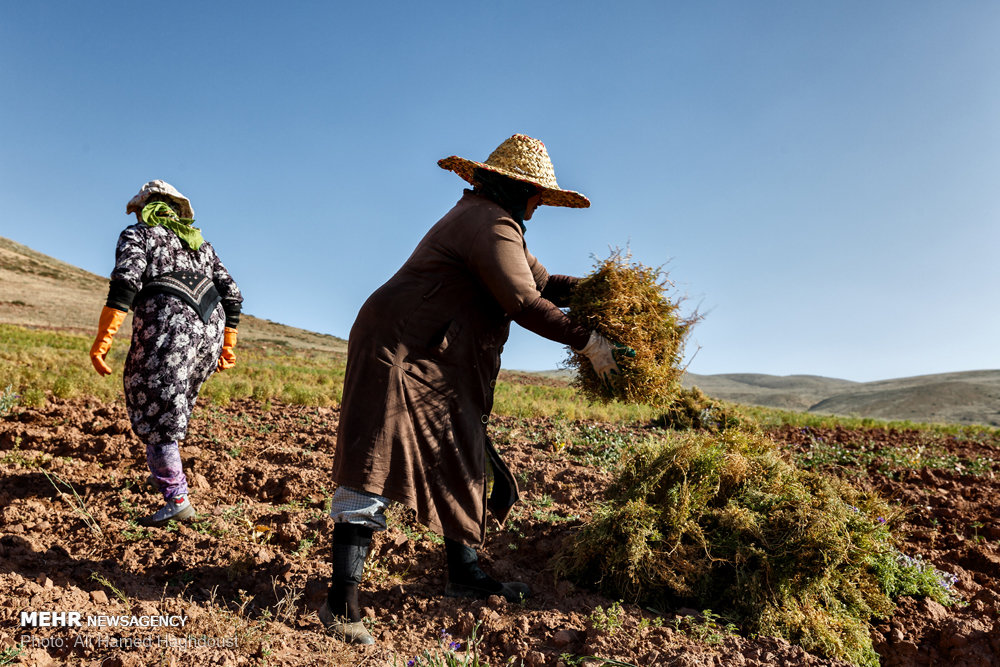 زنانی که ازدواج مجدد نمی‌‎کنند+ عکس