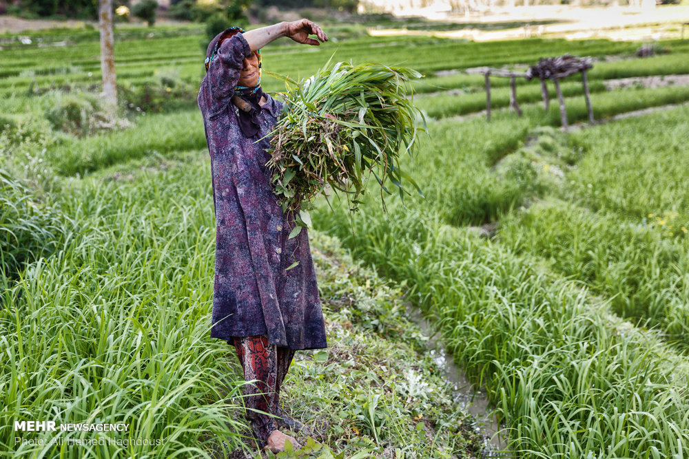 زنانی که ازدواج مجدد نمی‌‎کنند+ عکس