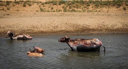 روایت هور و گاومیش هایش+ عکس