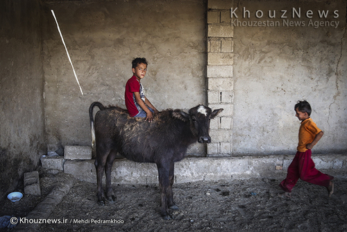 روایت هور و گاومیش هایش+ عکس