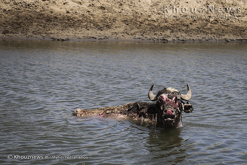 روایت هور و گاومیش هایش+ عکس