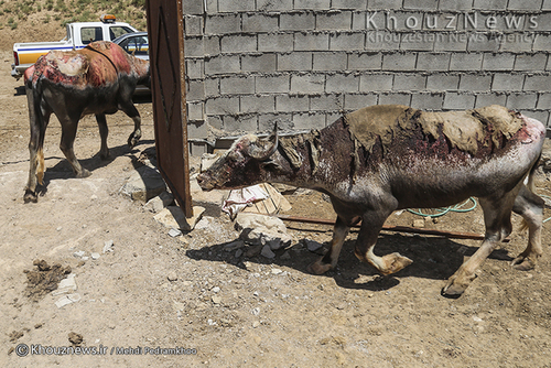 روایت هور و گاومیش هایش+ عکس