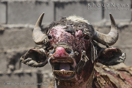 روایت هور و گاومیش هایش+ عکس