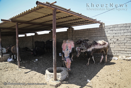 روایت هور و گاومیش هایش+ عکس