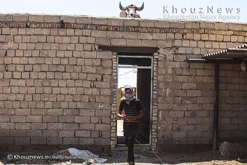 روایت هور و گاومیش هایش+ عکس