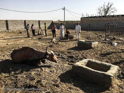 روایت هور و گاومیش هایش+ عکس