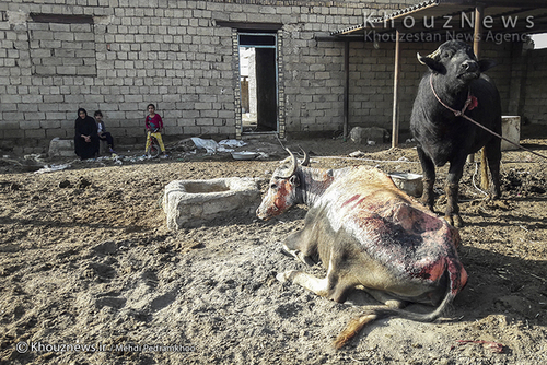 روایت هور و گاومیش هایش+ عکس