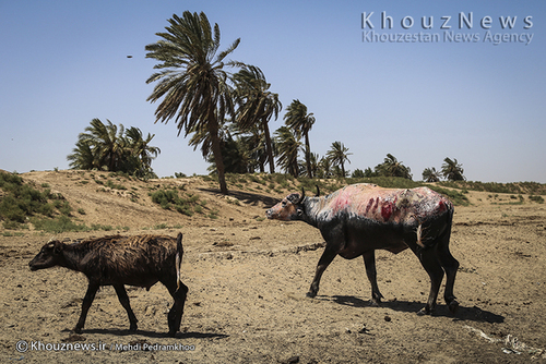 روایت هور و گاومیش هایش+ عکس