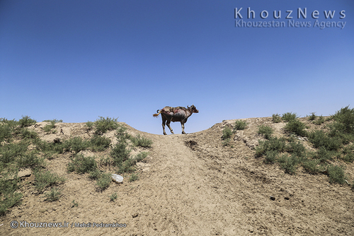 روایت هور و گاومیش هایش+ عکس