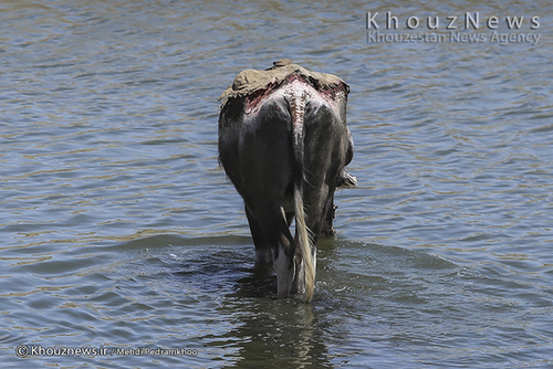 روایت هور و گاومیش هایش+ عکس