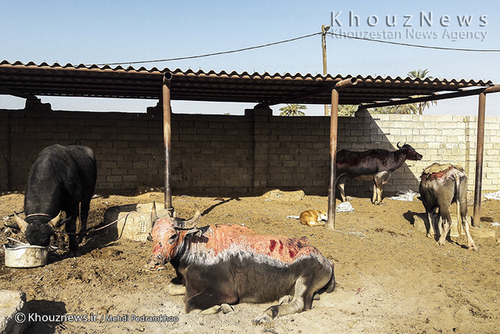 روایت هور و گاومیش هایش+ عکس