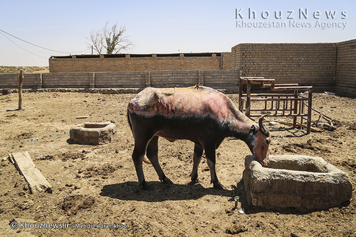 روایت هور و گاومیش هایش+ عکس