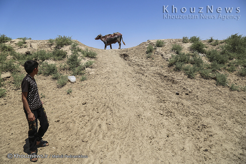 روایت هور و گاومیش هایش+ عکس