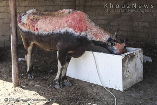 روایت هور و گاومیش هایش+ عکس