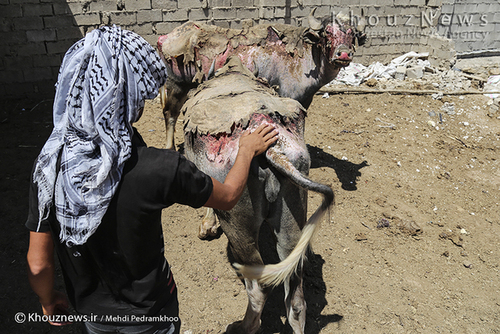 روایت هور و گاومیش هایش+ عکس