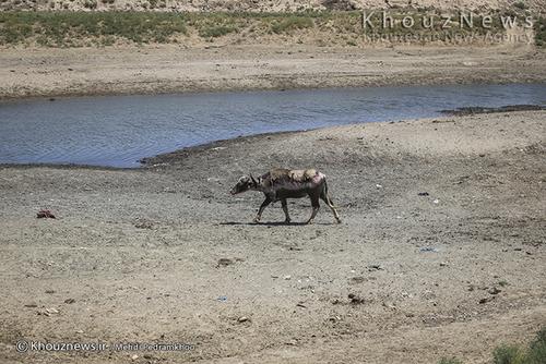 روایت هور و گاومیش هایش+ عکس