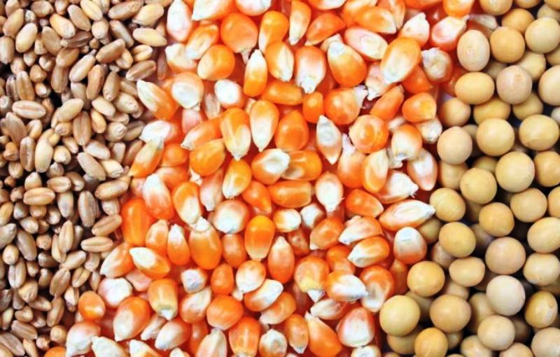 چرا صادرات برخی کالاهای کشاورزی ممنوع شد