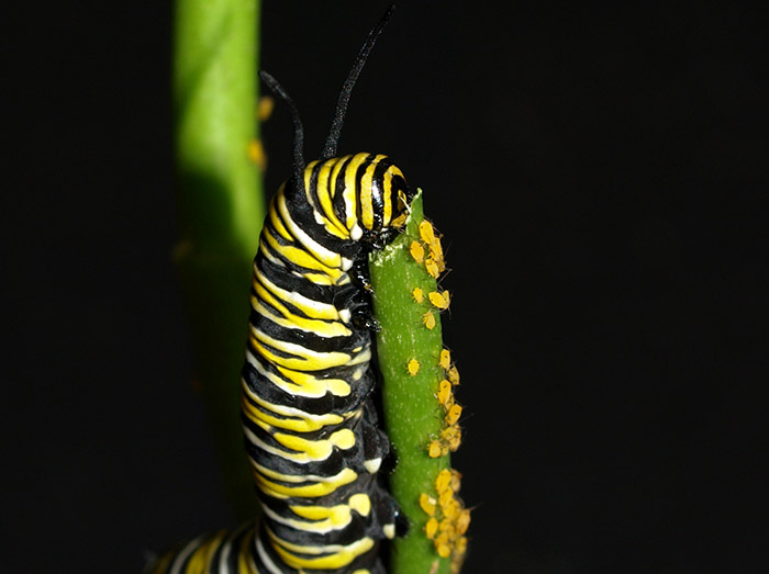 تهدیدی برای زندگی پروانه‌های پادشاه