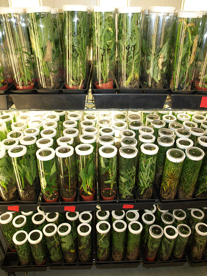 تهدیدی برای زندگی پروانه‌های پادشاه