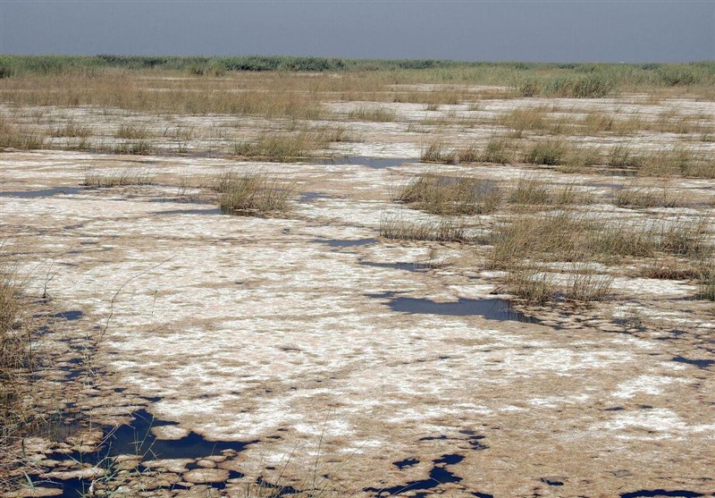 انجام عملیات‌های جدید برای اطفای حریق در هورالعظیم/ گاومیش‌ها بر اثر آتش‌سوزی آسیب دیدند