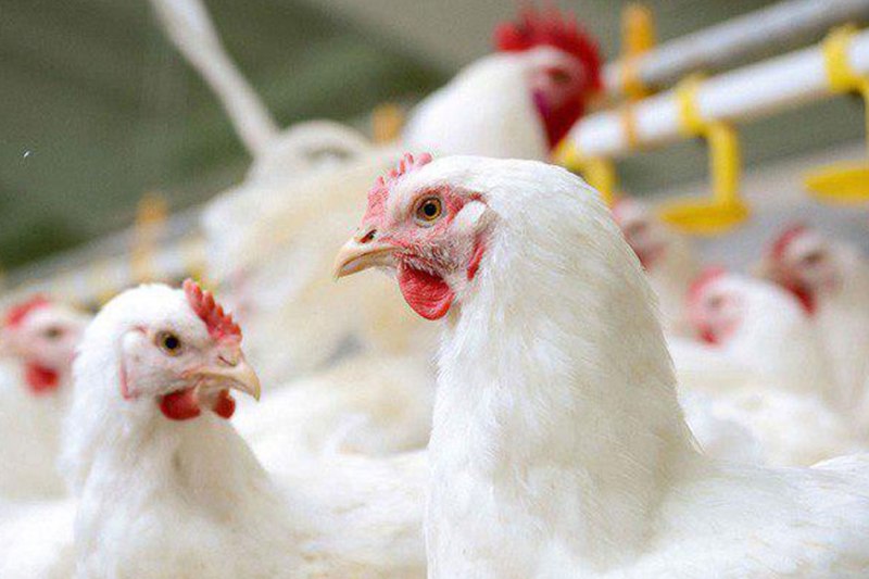 قیمت گوشت مرغ کیلوئی 9 هزار و250 تومان تعیین شد